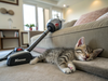 Socializing Your Kitten and Puppy: Building confidence, one paw at a time!🐕