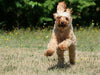 Keeping Your Pets Cool During the Dog Days of Summer
