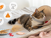 Understanding Your Cat’s Post-Neuter Behavior: A Complete Guide 🐾