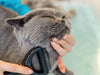 Spring Shedding Shenanigans: Cat Hair Everywhere and What to Do About It!