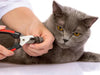 Nail Trimming Made Fun: Your Ultimate Guide to Kitten Claw Care!