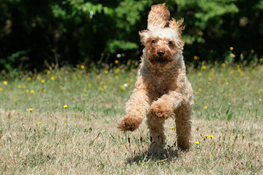 Keeping Your Pets Cool During the Dog Days of Summer