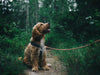 Dive into a Tail-Wagging Adventure: The World of Pet "Enrichmentology" Unveiled