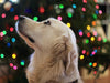 Exploring the World of Pet Vision: Can Dogs Really See All Colors in "Bluey"?